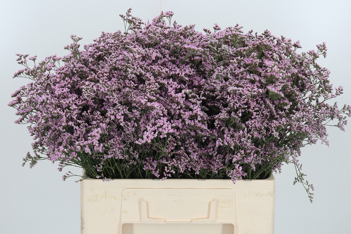 Limonium Safora Oshi Pink 60cm 25gr.