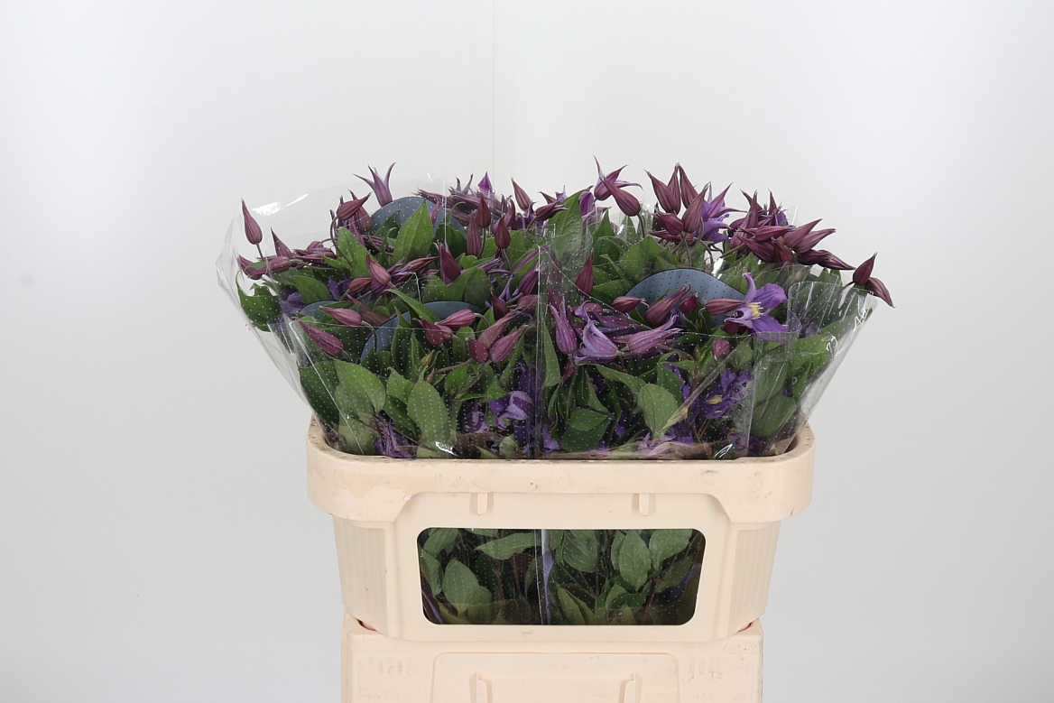 Clematis Amazing Rome 70cm