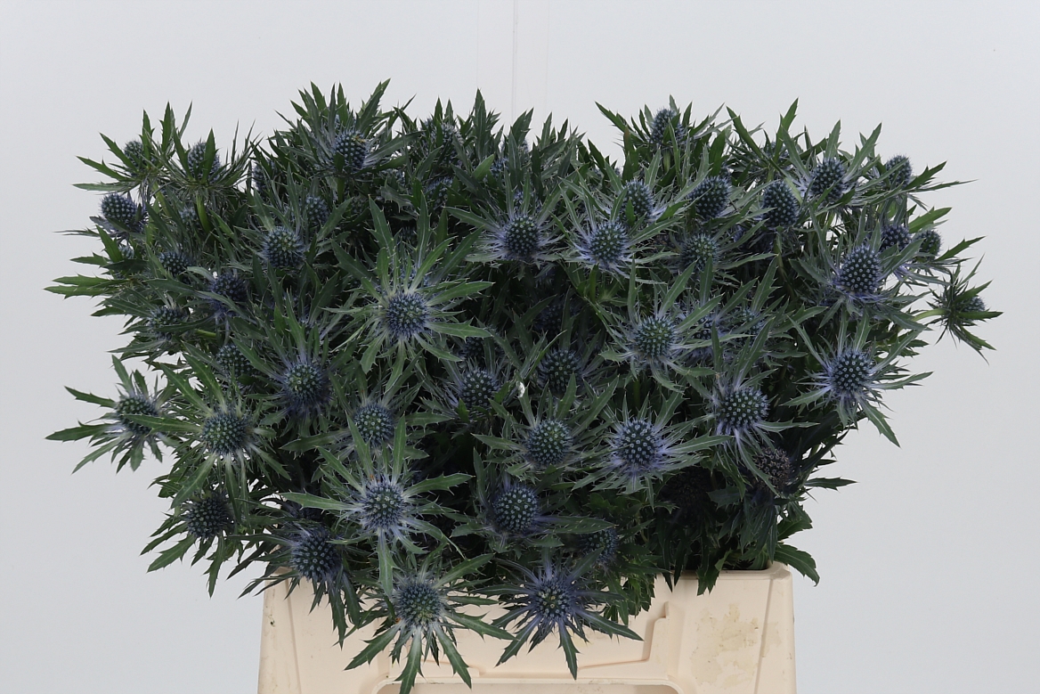 Eryngium Orion Questar 40cm