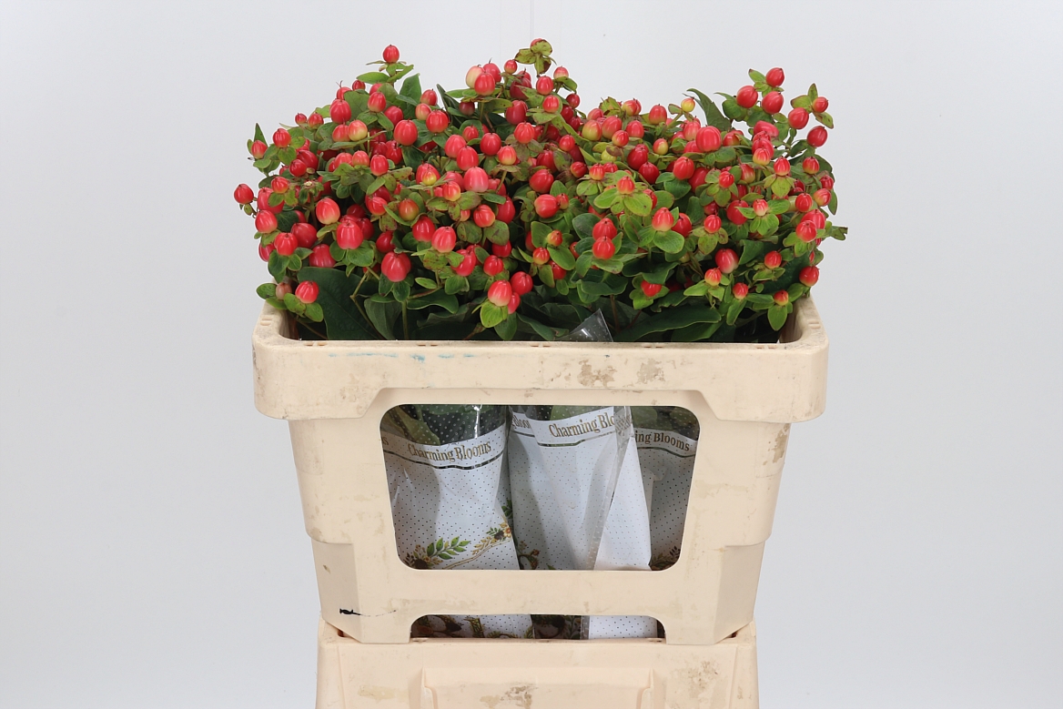 Hypericum Pacific Red Dolly 50cm