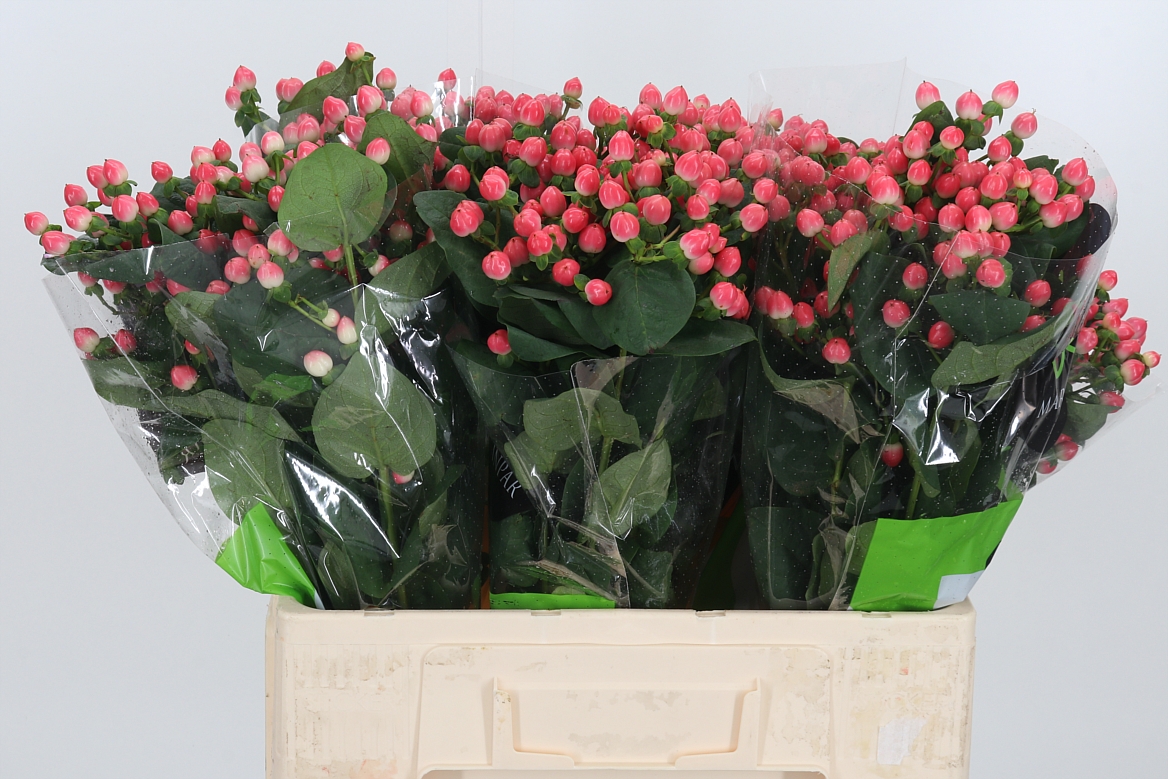Hypericum Sisu Flirt 60cm