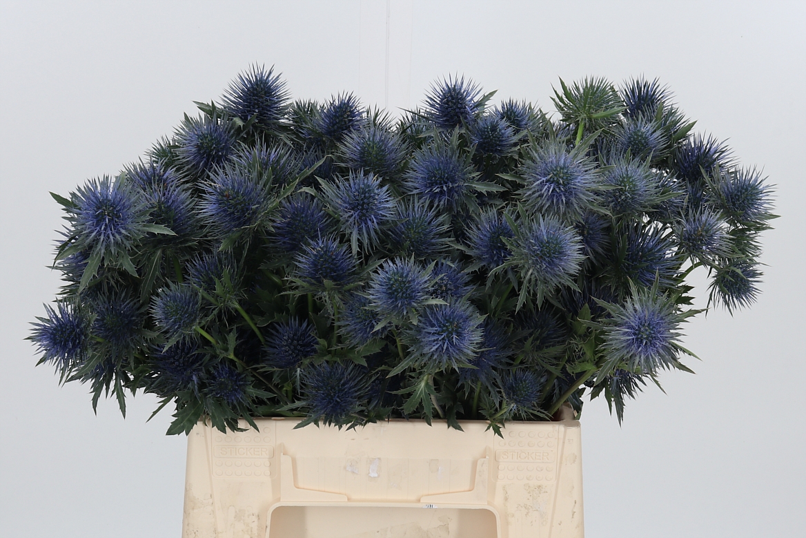 Eryngium Magnetar 40cm