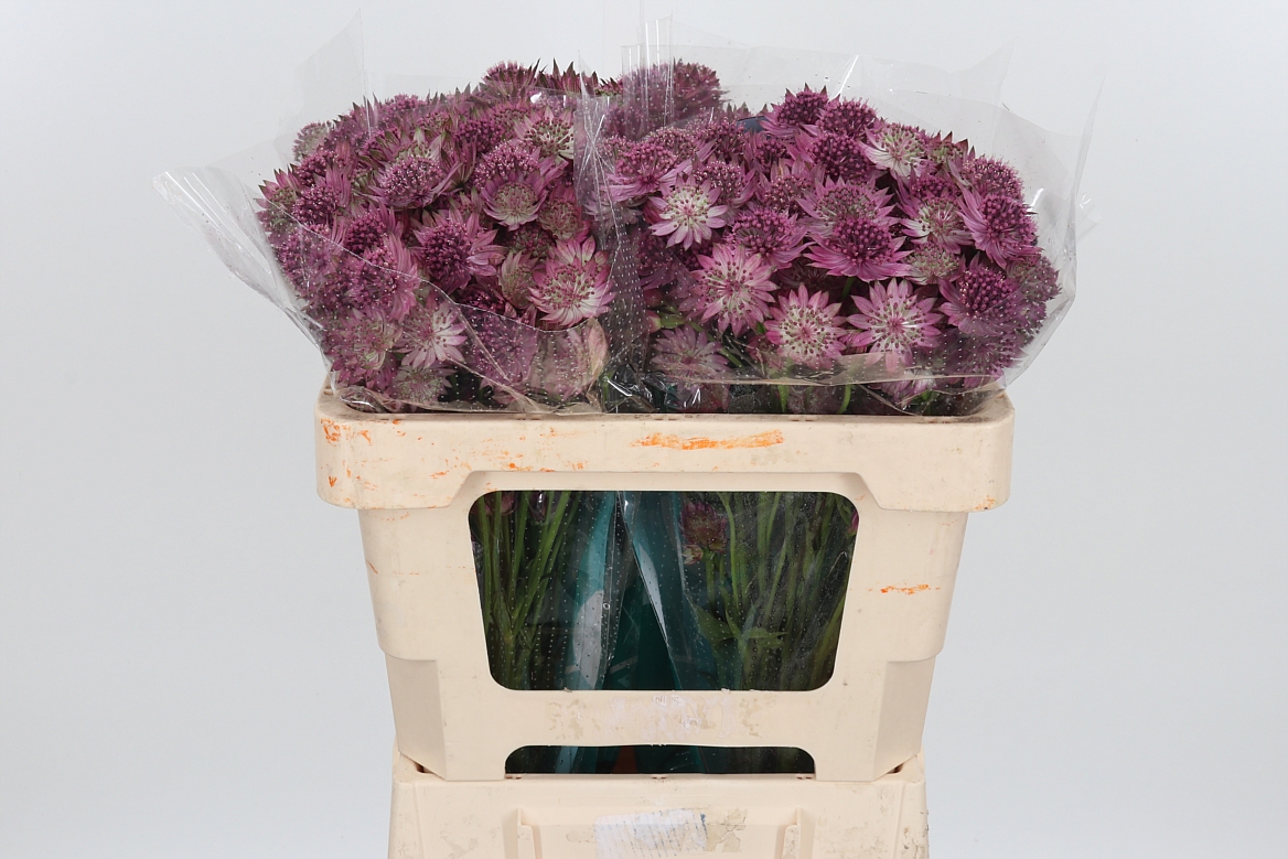 Astrantia Roma 50cm