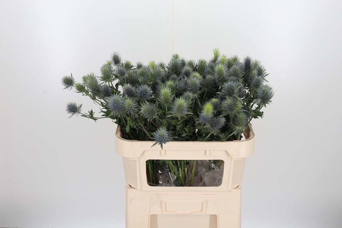 Eryngium Alpinum Pacific Blue Sky 70cm