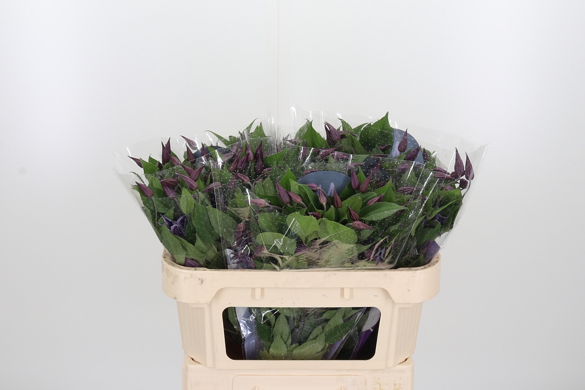 Clematis Blue Pirouette 70cm