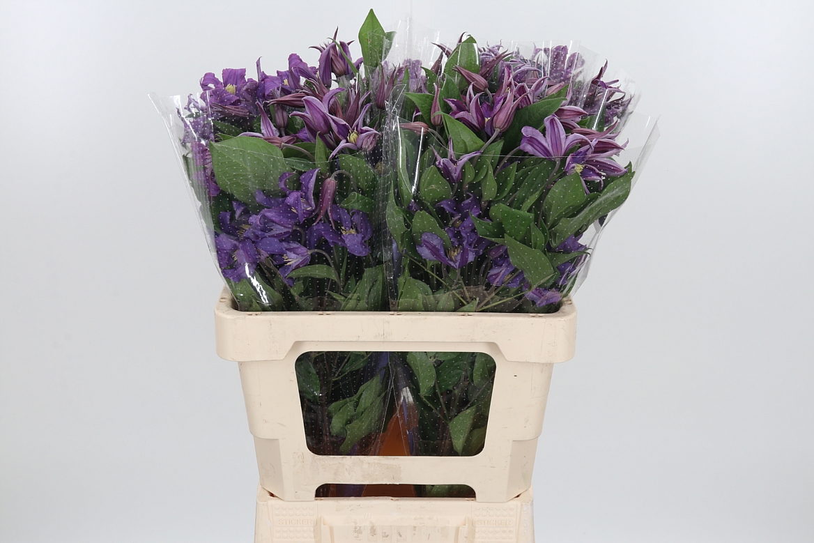 Clematis Amazing Rome 60cm