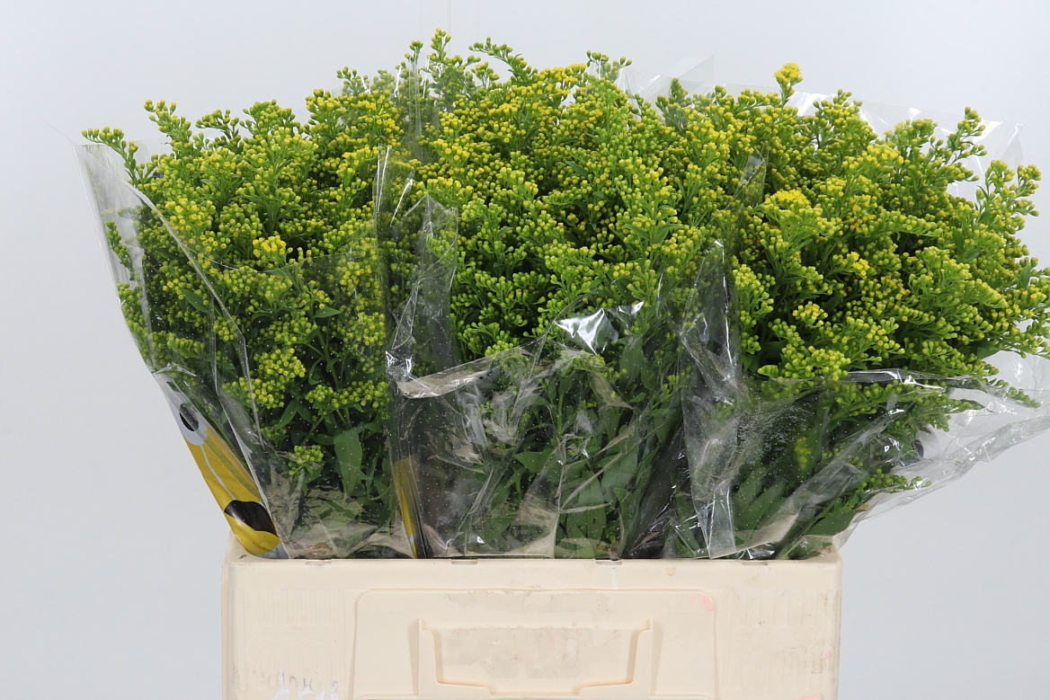 Solidago Carzan Glory 60cm 20gr.
