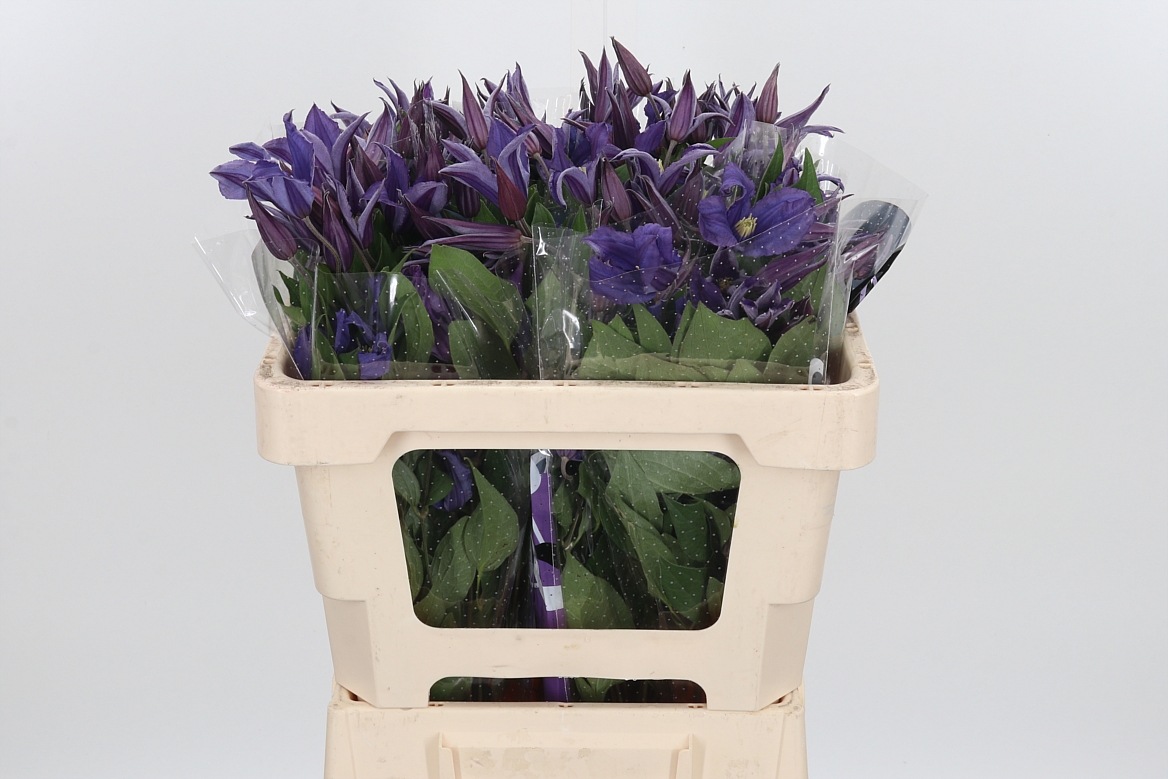 Clematis Blue Pirouette 50cm