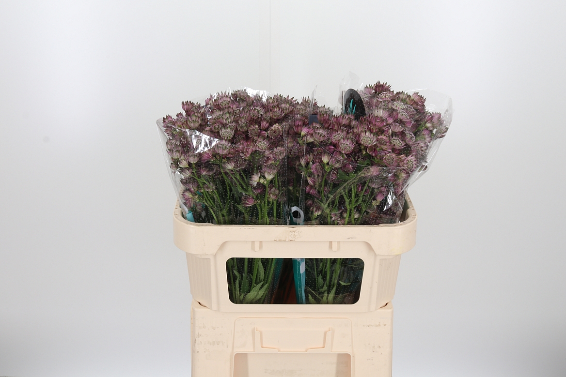 Astrantia Star Of Africa 70cm
