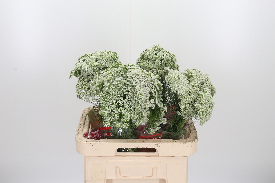 Ammi Visnaga Casablanca 65cm