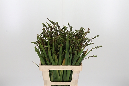 Crocosmia Klbl Met Bes