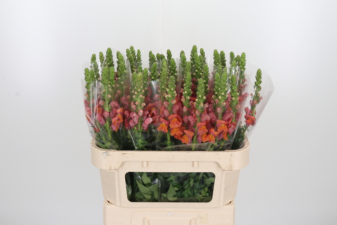 Antirrhinum Avignon Deep Orange 75cm