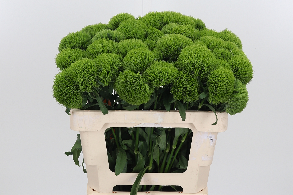 Dianthus Barb Kiwi Mellow 55cm