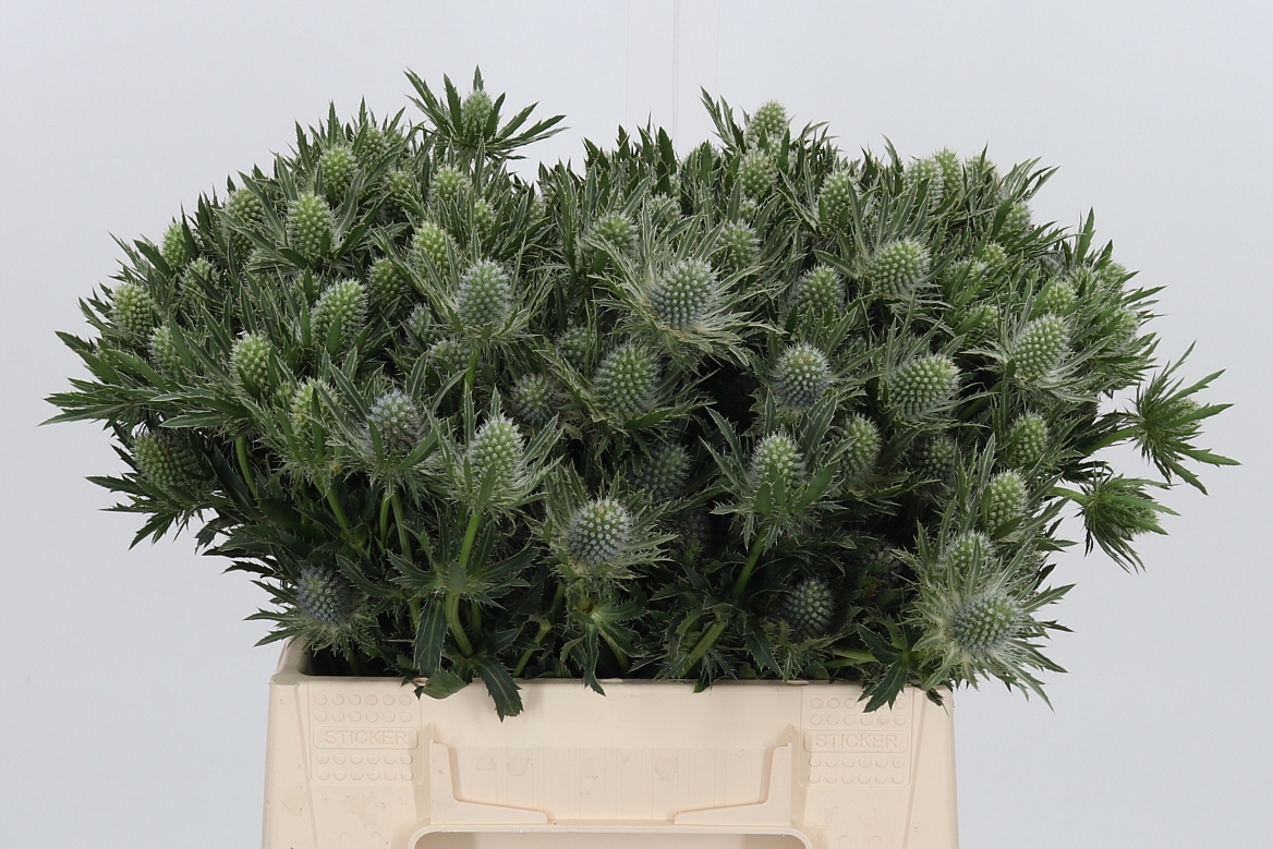 Eryngium Sirius Questar 40cm