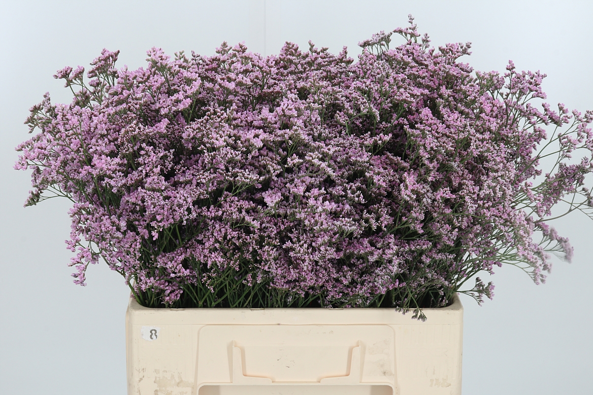 Limonium Safora Oshi Pink 60cm 25gr.