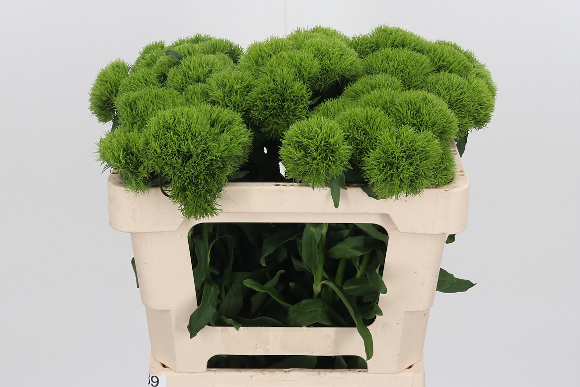 Dianthus Barb Kiwi Mellow 52cm