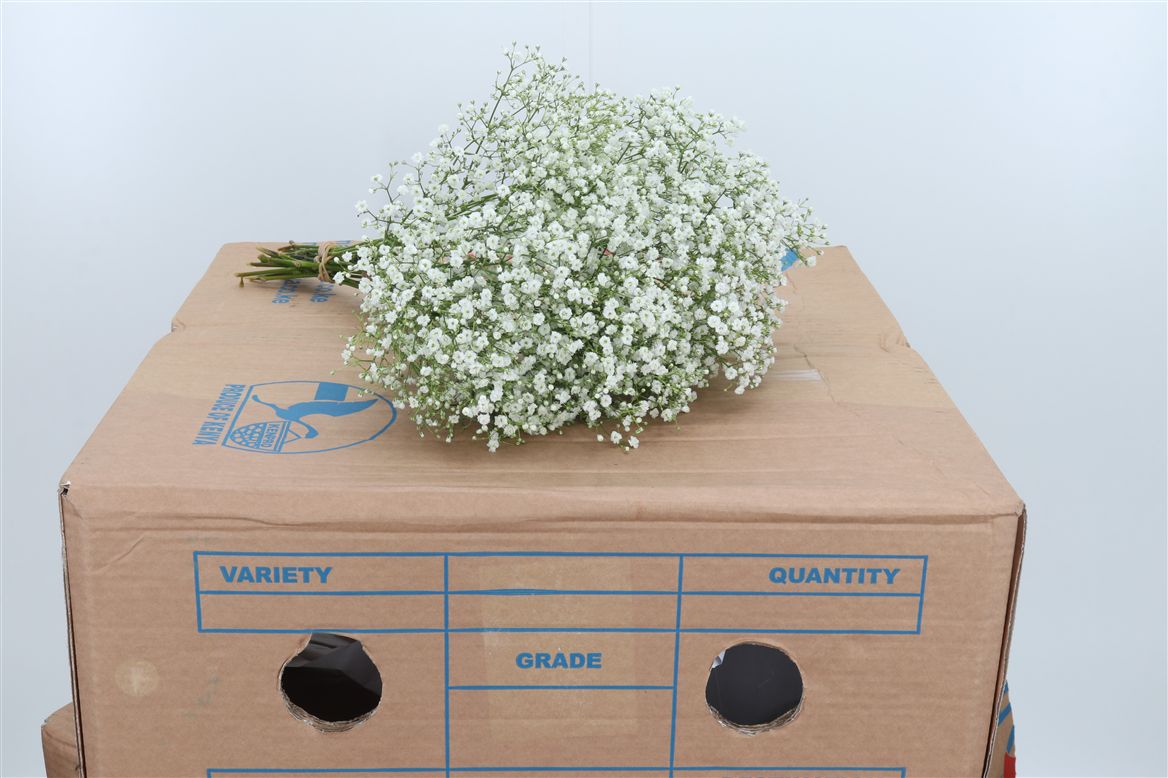 Gypsophila Paniculata Xlence 50cm 5gr.