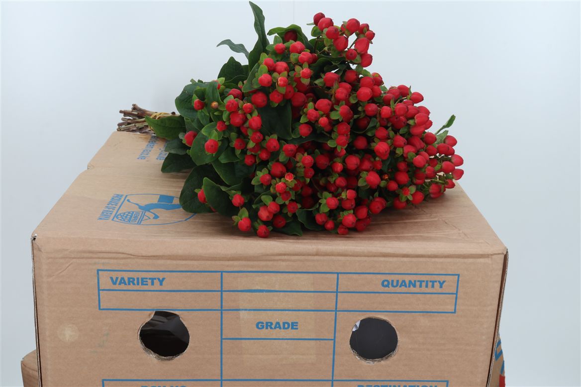 Hypericum Go Top 50cm