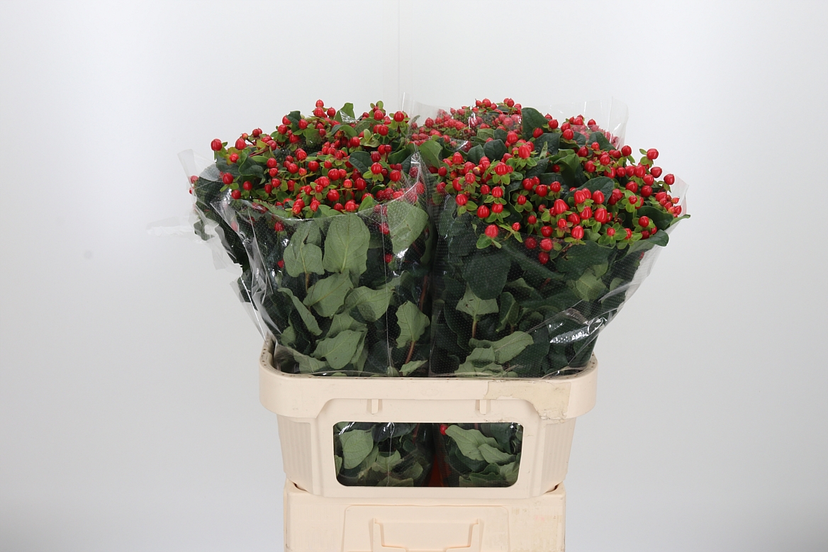 Hypericum Magical Triumph 80cm