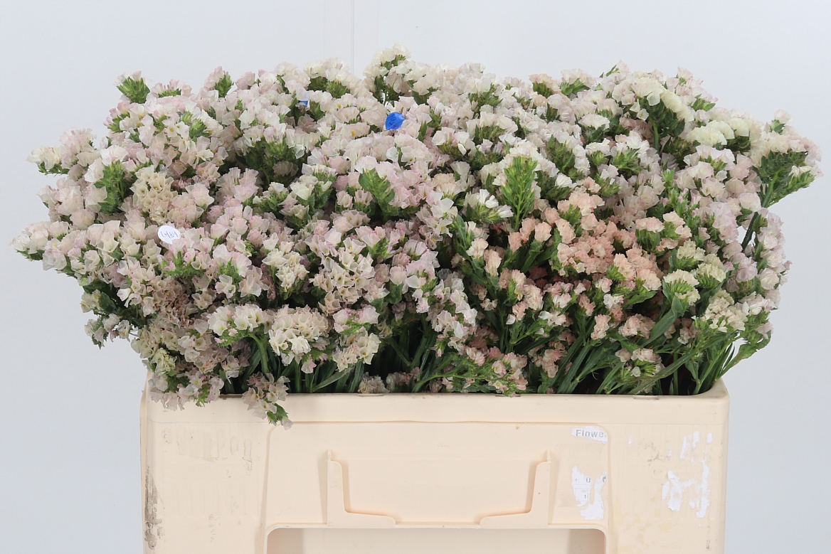 Limonium Sinuatum Peach Wings 50cm