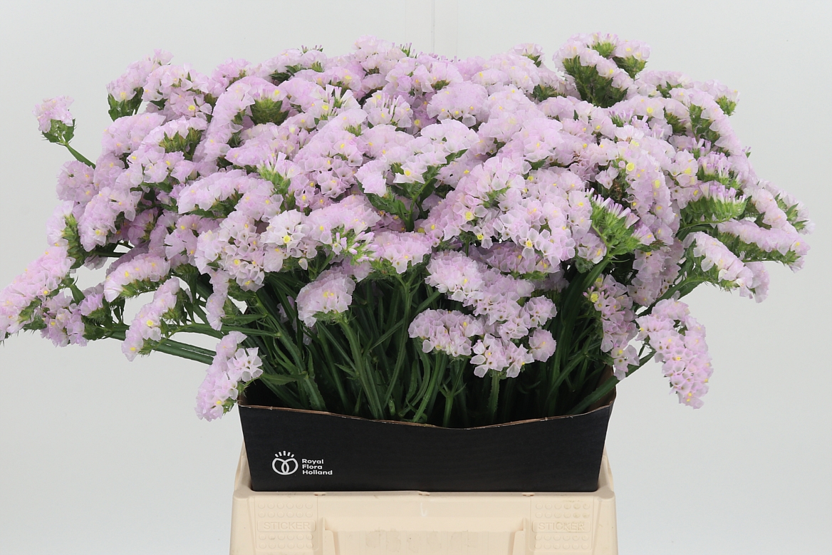Limonium Sinuatum Sera Sun Birds 50cm 20gr.