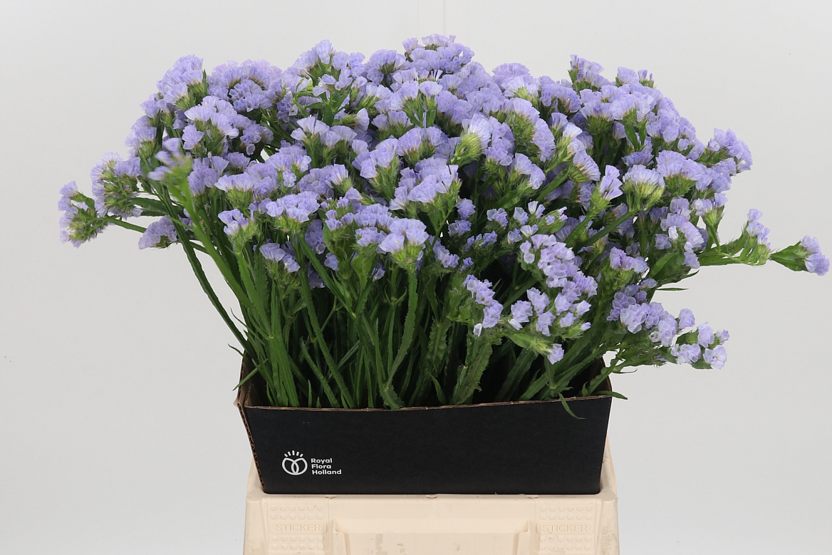 Limonium Sinuatum Sky Wings 50cm 20gr.