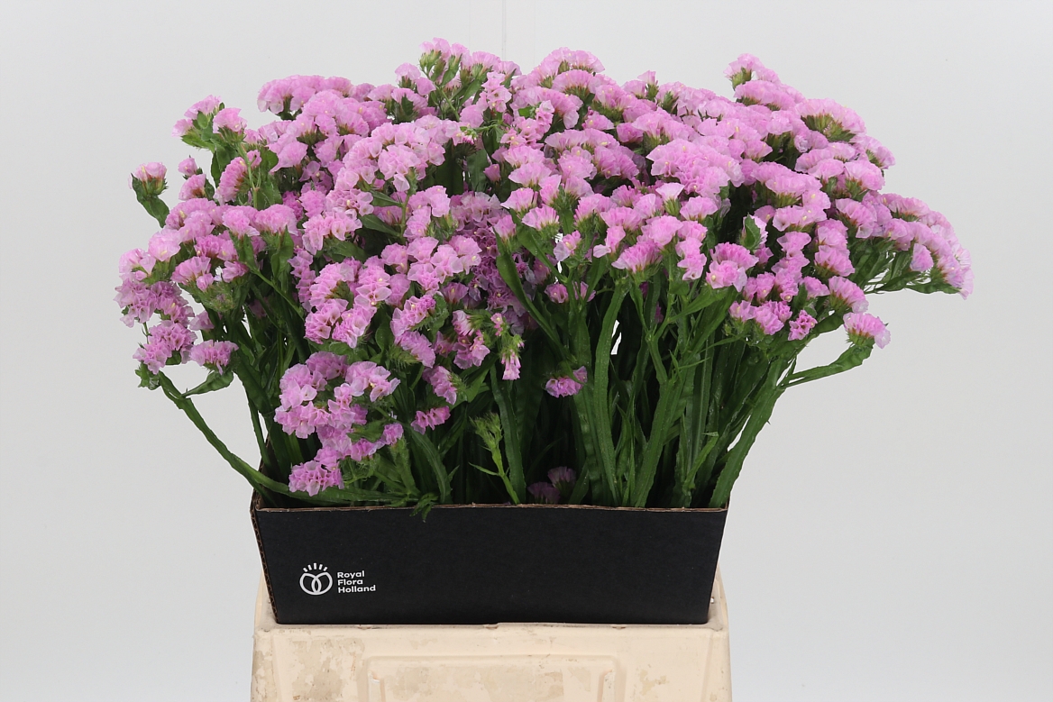 Limonium Sinuatum Rosella Sun Birds 50cm 20gr.