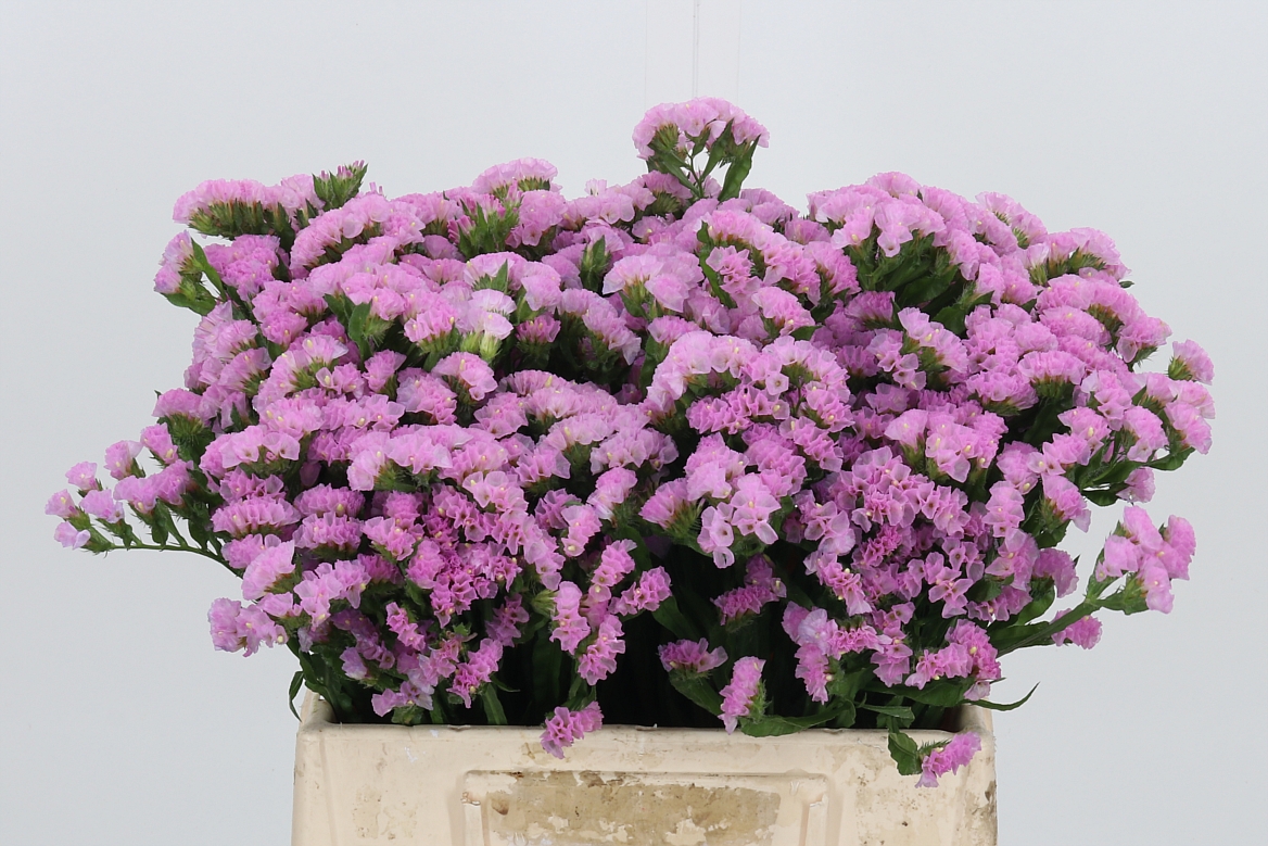 Limonium Sinuatum Rosella Sun Birds 40cm 15gr.
