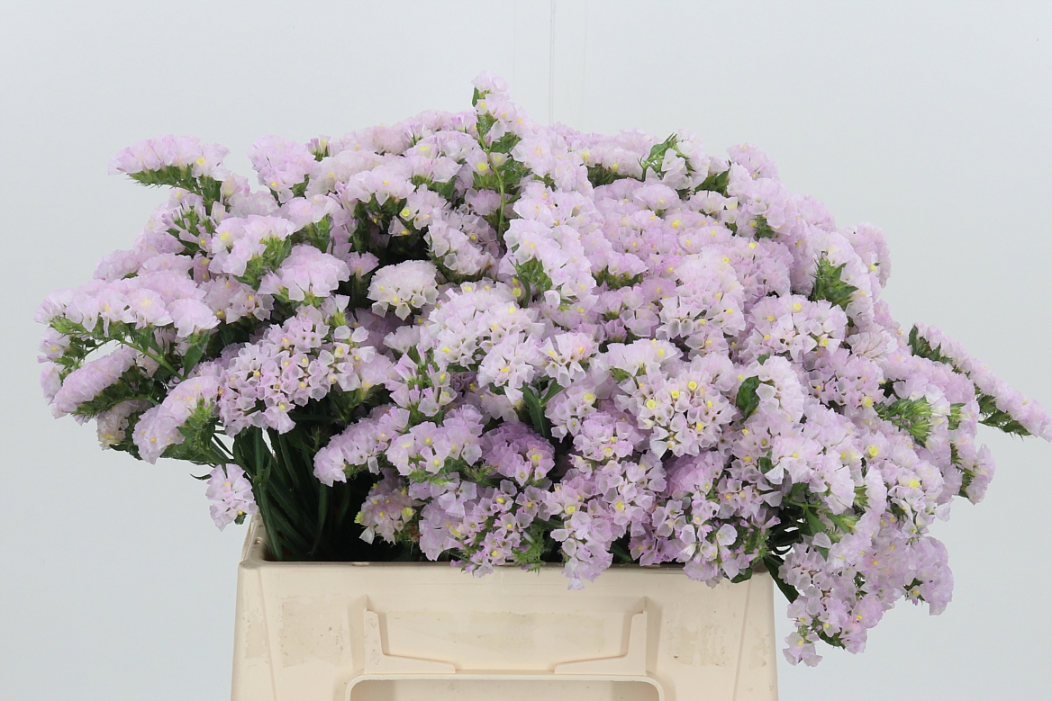 Limonium Sinuatum Sera Sun Birds 40cm 15gr.