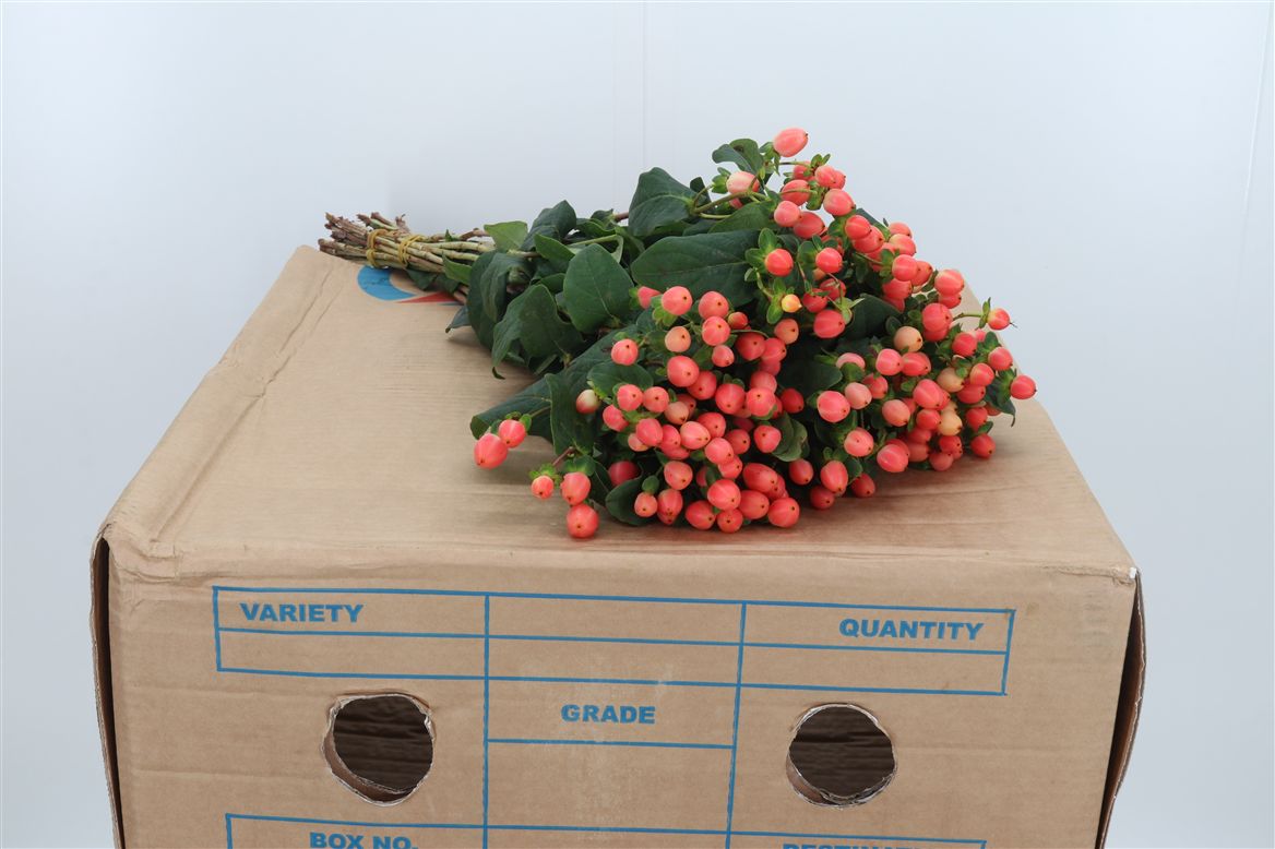 Hypericum Magical Royal Princess 40cm