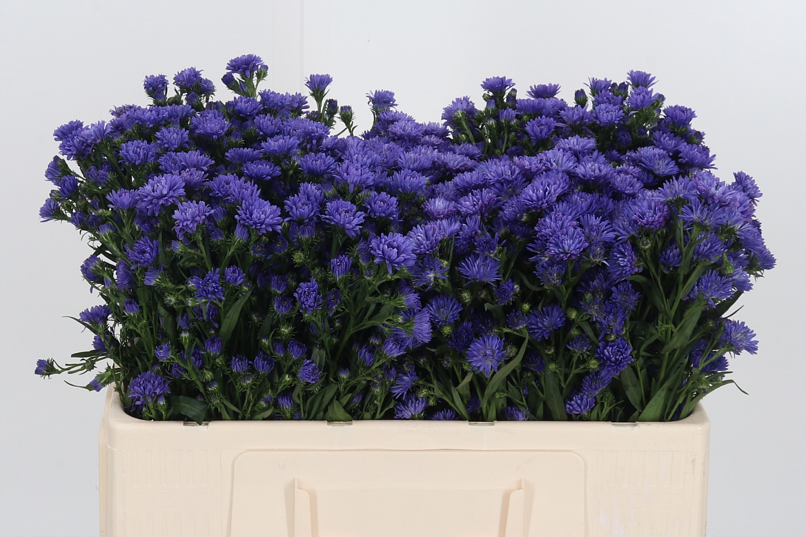 Aster Astee Dark Milka 50cm 15gr.