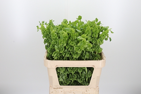Moluccella Stuk