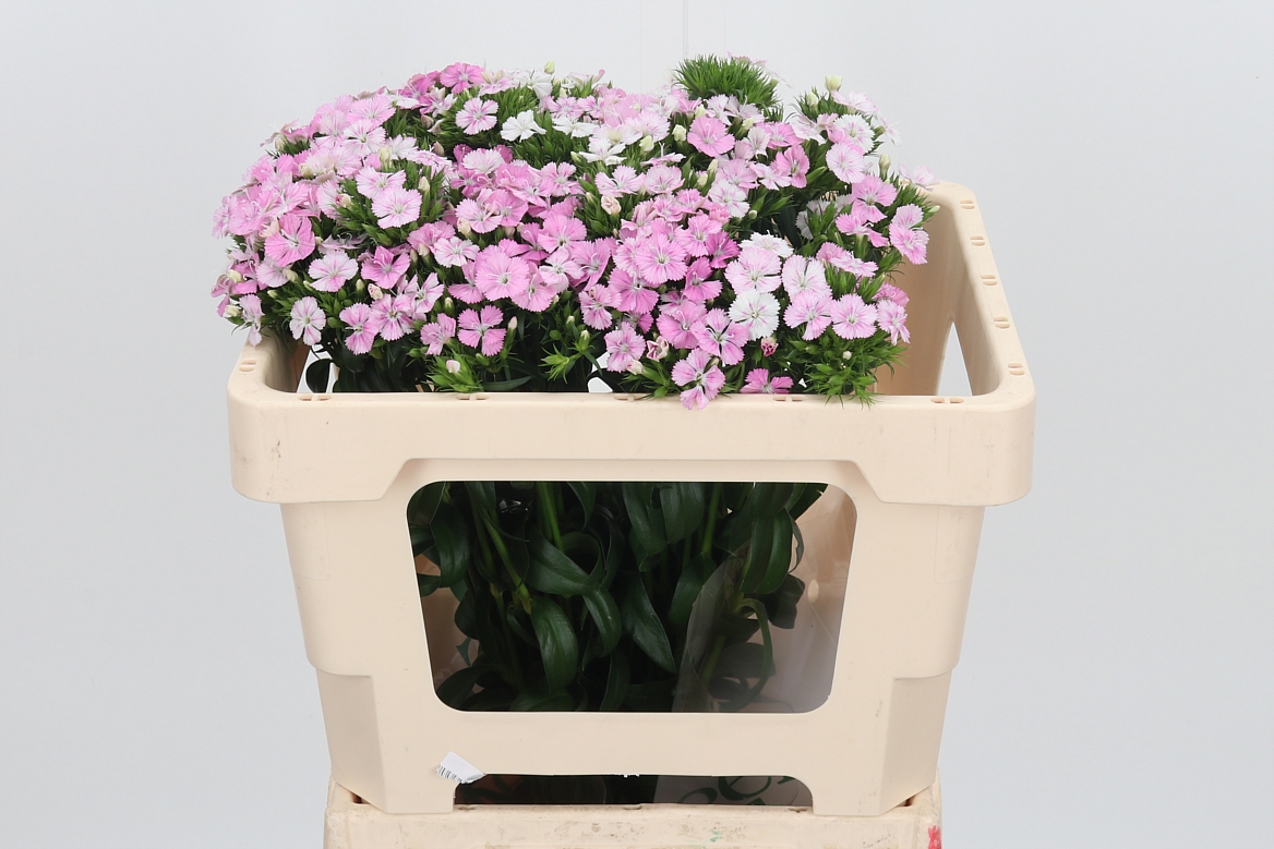 Dianthus Barb Rose Magic 50cm