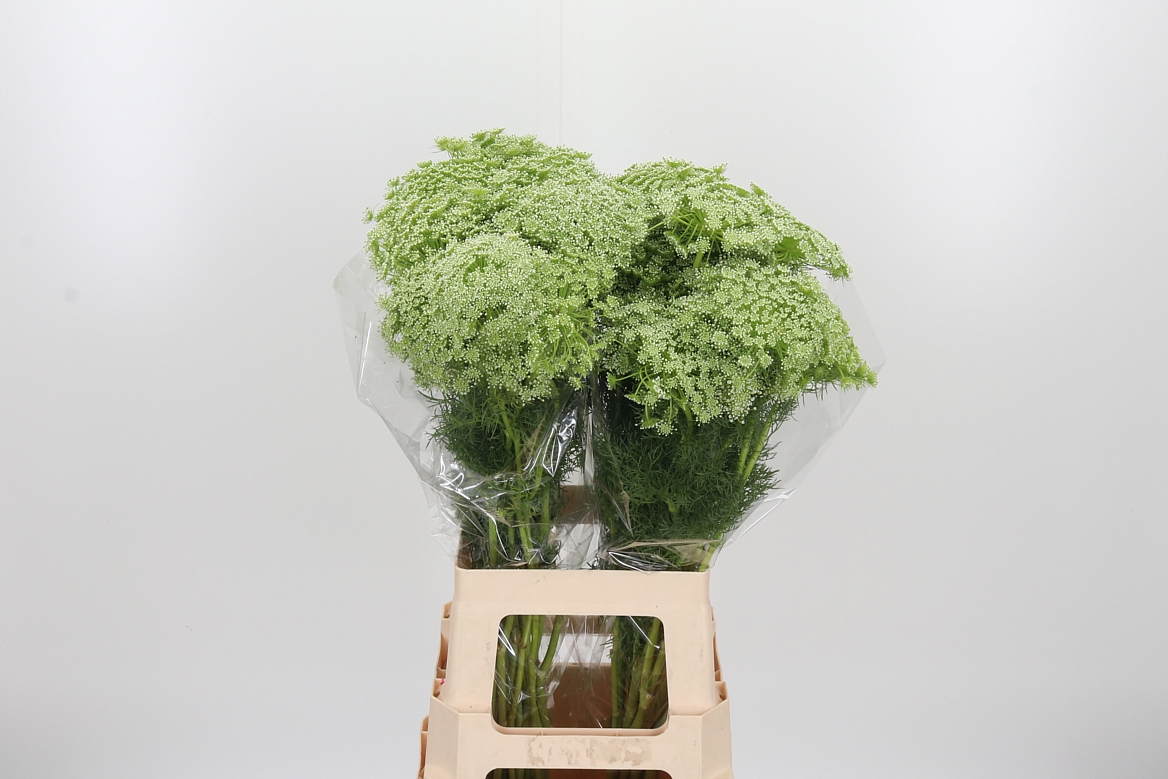 Ammi Visnaga Casablanca 70cm