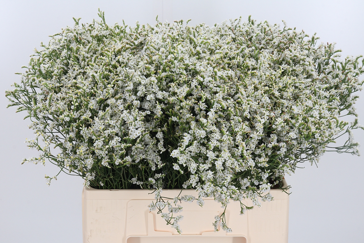 Limonium Sinense Sensy Tip Top 60cm 15gr.