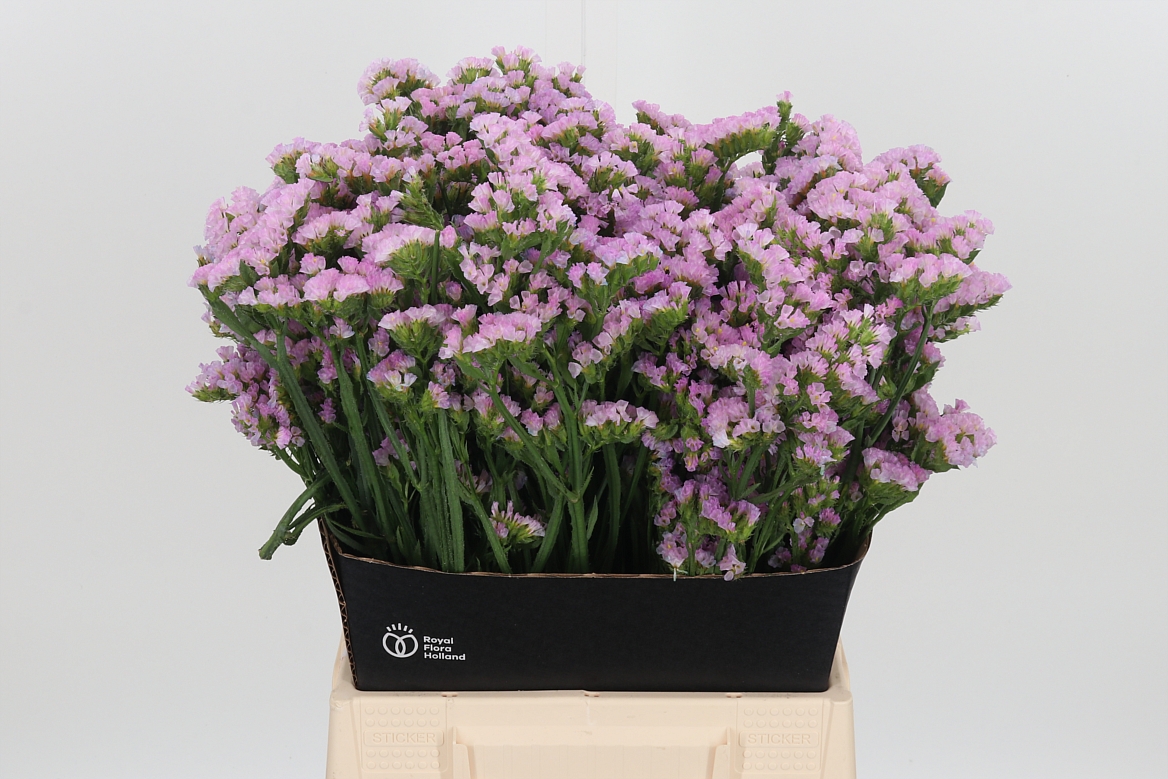 Limonium Sinuatum Rosella Sun Birds 50cm 25gr.