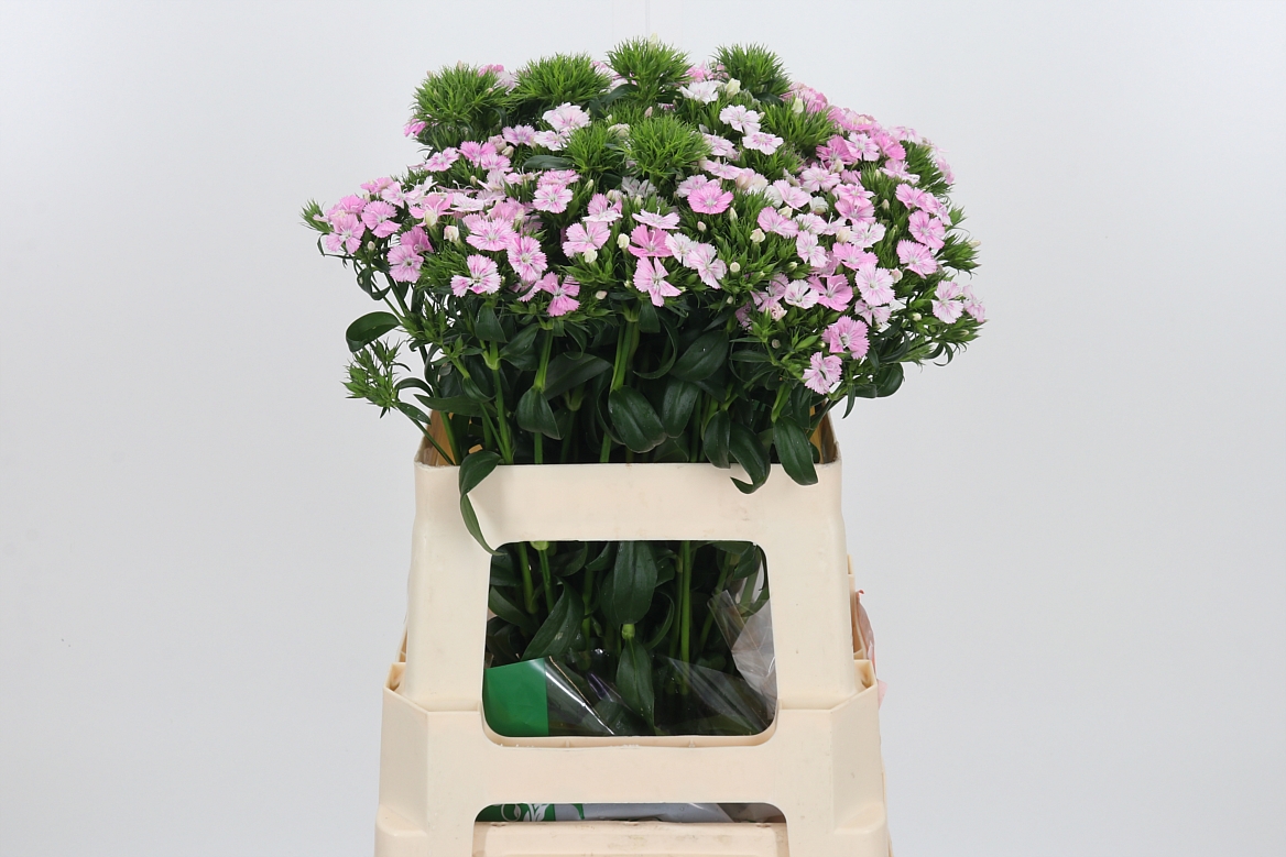 Dianthus Barb Rose Magic 58cm