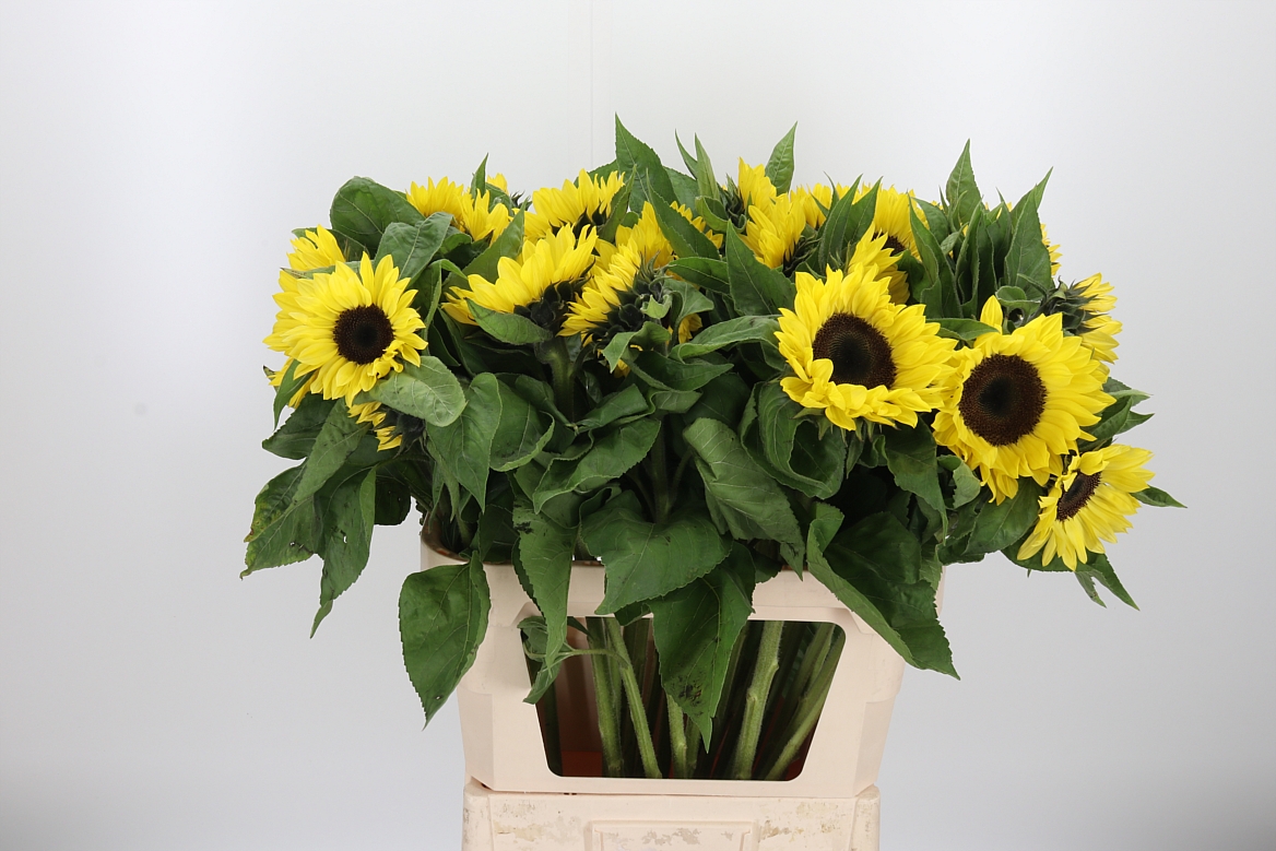 Helianthus Sunrich Lemon 80cm