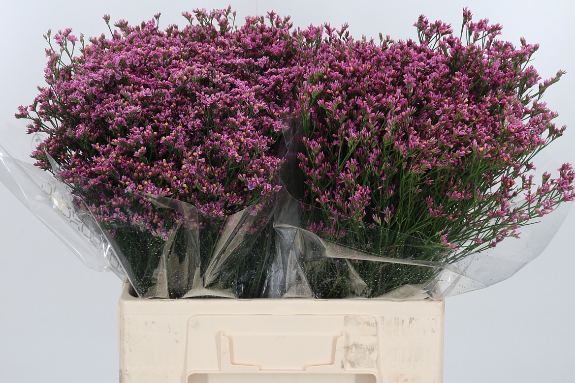 Limonium Sinense Tiffany Diamond 60cm 20gr.