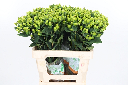 Hyp Mag Green Reviva
