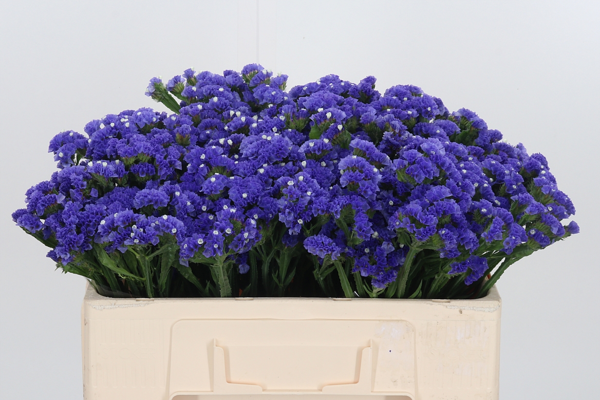 Limonium Sinuatum Midnight Wings 50cm 20gr.