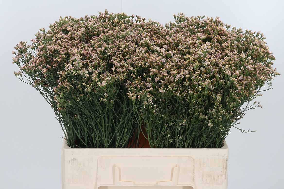Limonium Sinense Sensy Nectarine 60cm 10gr.