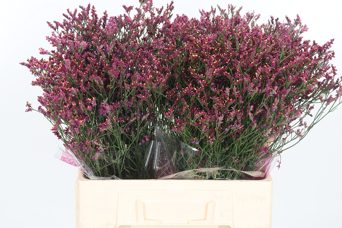 Limonium Sinense Scarlet Diamond 60cm 20gr.
