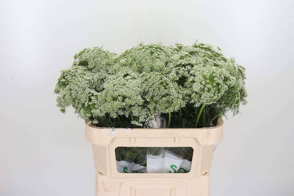 Ammi Visnaga Casablanca 70cm