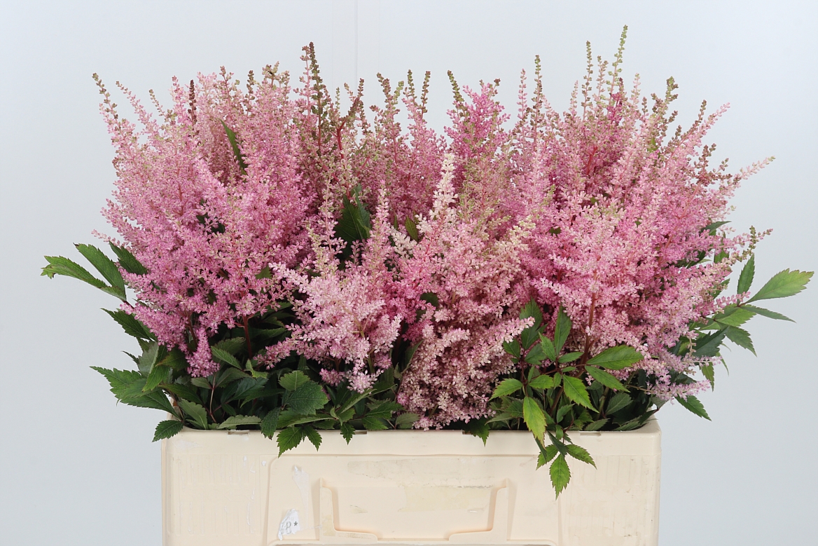 Astilbe Erika 60cm