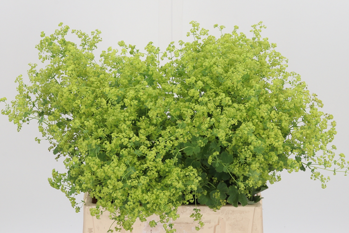Alchemilla Mollis Robustica 45cm