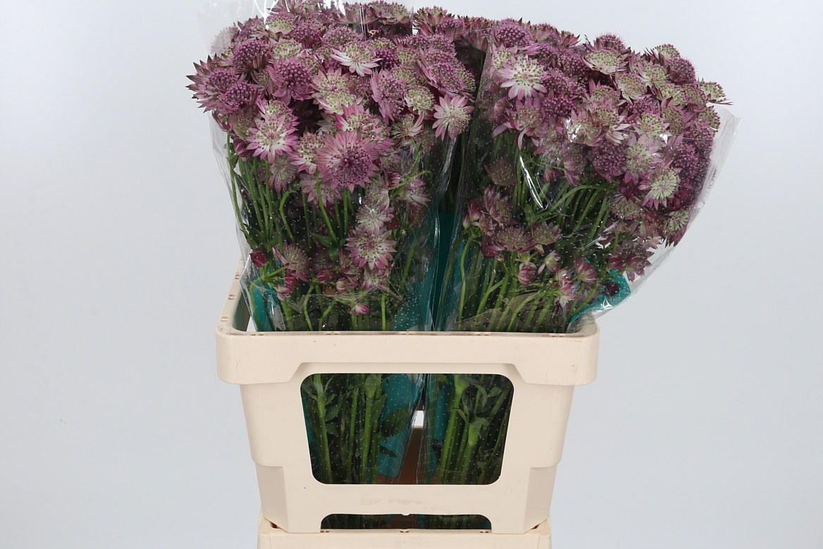 Astrantia Roma 60cm