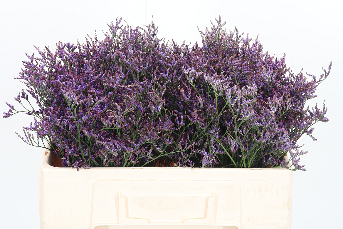Limonium Safora Dark Blue 50cm 10gr.