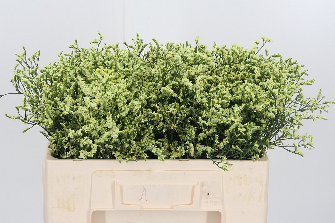 Limonium Sinense China Lemon 50cm 10gr.