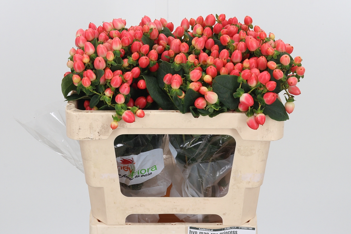 Hypericum Magical Royal Princess 50cm